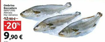 Ombrina Boccadoro