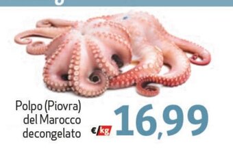 Polpo (Piovra) del Marocco decongelato