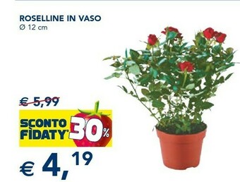 Esselunga Piante offerta