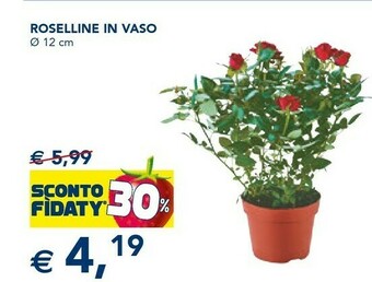 Esselunga Piante offerta
