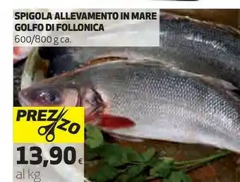 Coop Spigola Allevamento In Mare Golfo Di Follonica 600 G offerta