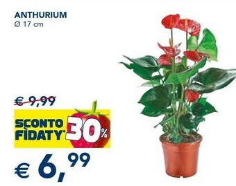 Esselunga Anthurium offerta