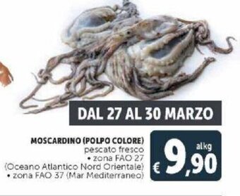 Moscardino Polpo Colore pescato fresco