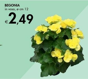 Bennet Begonia offerta