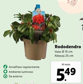 Lidl Rododendro Vaso Ø 15 cm offerta