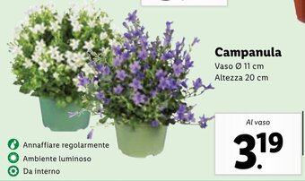 Lidl Campanula Vaso Ø 11 cm offerta
