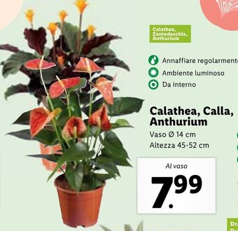 Lidl Calathea, Calla, Anthurium Vaso Ø 14 cm offerta