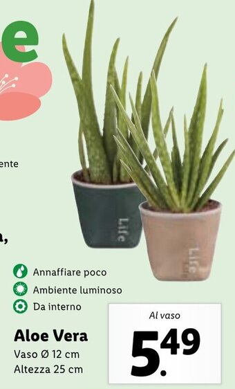 Aloe Vera Vaso Ø 12 cm