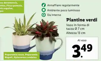 Lidl Piantine Verdi Vaso In Forma di Tazza Ø 7 cm offerta