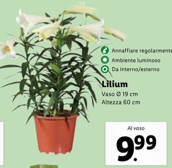 Lilium Vaso Ø 19 cm