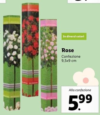 Lidl Rose offerta