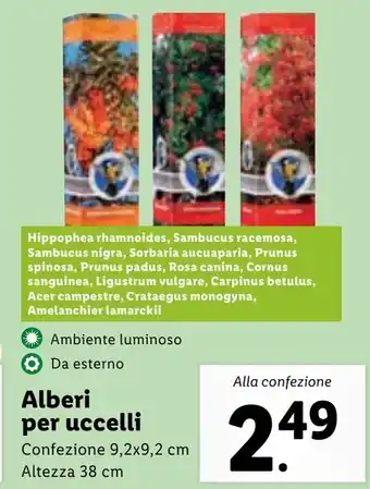 Alberi Per Uccelli
