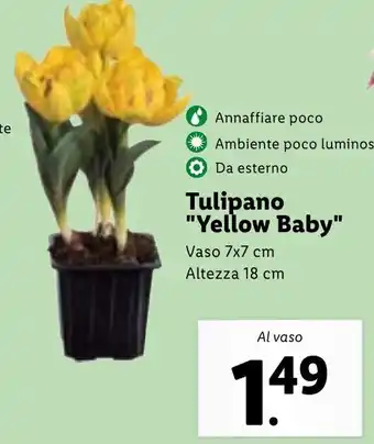 Lidl Tulipano "Yellow Baby" offerta