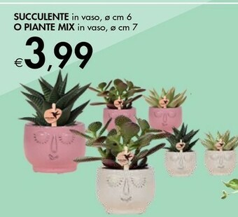 Bennet Piante offerta