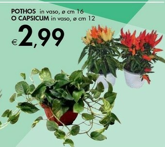 Bennet Piante offerta