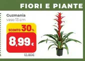 Coop Coop Guzmania Vaso 13cm offerta