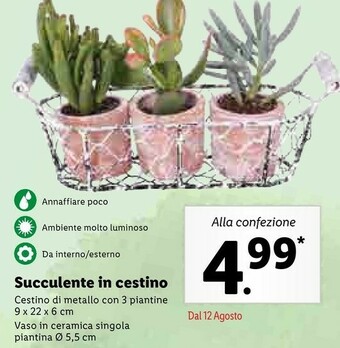 Lidl Succulente In Cestino offerta