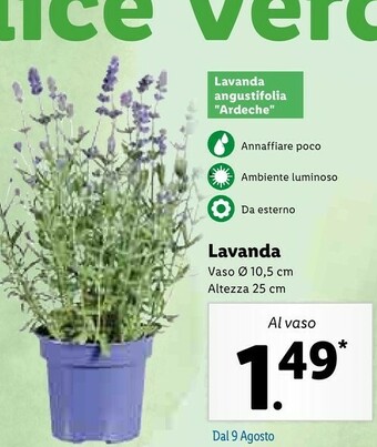 Lidl Lavanda offerta