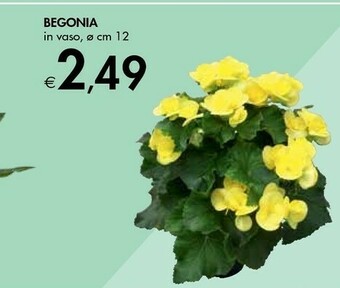 Bennet Begonia In Vaso offerta