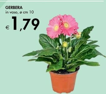 Bennet Gerbera In Vaso offerta