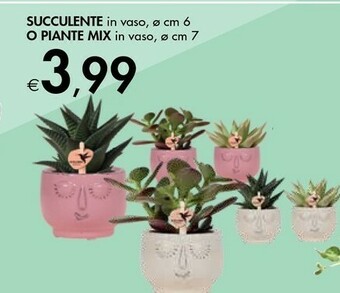 Bennet Succulente In Vaso offerta