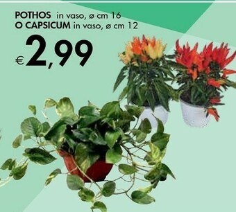Bennet Pothos In Vaso offerta
