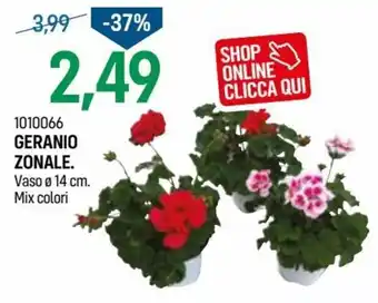 Cfadda Geranio Zonale vaso Ø 14 cm offerta