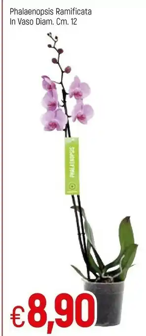 Famila Phalaenopsis Ramificata In Vaso offerta