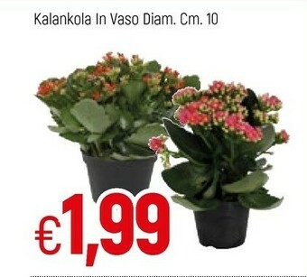 Famila Kalankola In Vaso offerta