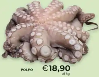 Polpo
