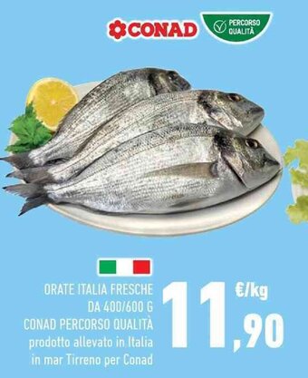 Conad Orate Italia Fresche DA 400/600 g offerta