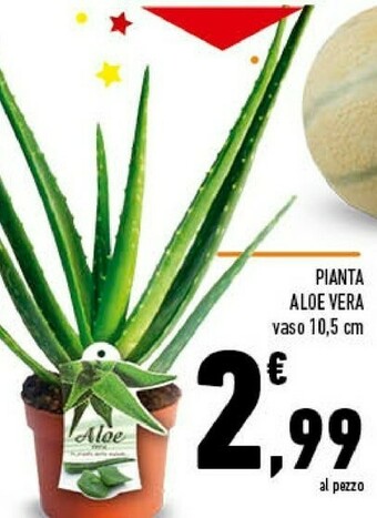 Conad Pianta Aloe Vera offerta
