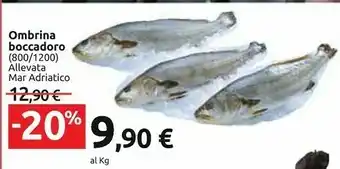 Ombrina Boccadoro