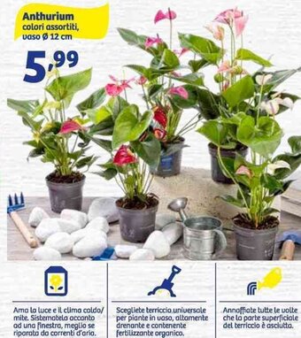 In'S Mercato Anthurium Vaso Ø 12 cm offerta