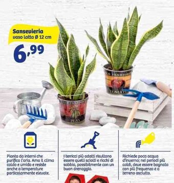 In'S Mercato Sansevieria Vaso Latta Ø 12 cm offerta