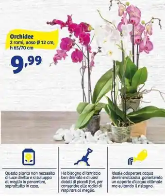 In'S Mercato Orchidee Vaso Ø 12 cm offerta