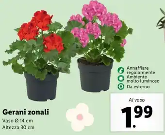 Lidl Gerani Zonali Vaso Ø 14 cm offerta