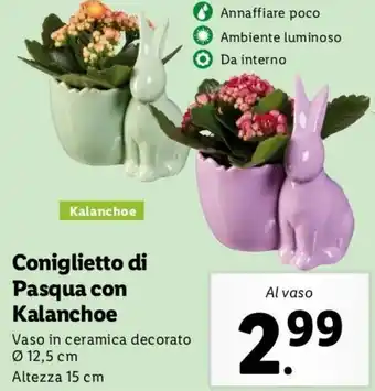 Lidl Coniglietto di Pasqua Con Kalanchoe Ø 12,5 cm offerta