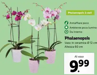 Lidl Phalaenopsis Vaso In Ceramica Ø 12 cm offerta