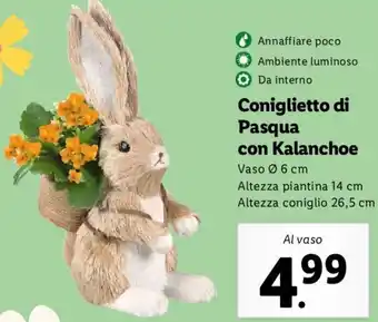 Lidl Coniglietto di Pasqua Con Kalanchoe Vaso Ø 6 cm offerta