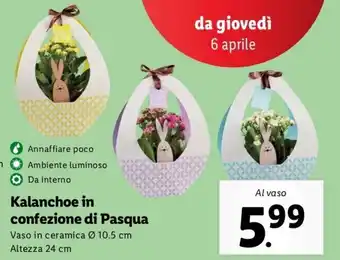 Lidl Kalanchoe In Confezione di Pasqua Vaso In Ceramica Ø 10.5 cm offerta