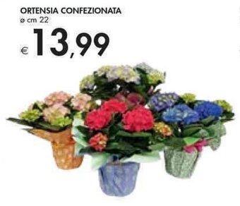 Ortensia Confezionata