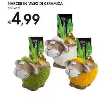 Bennet Narcisi in Vaso di Ceramica offerta