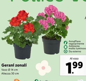 Lidl Gerani zonali offerta