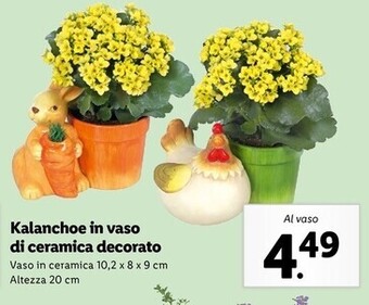 Lidl Kalanchoe in vaso di ceramica decorato offerta