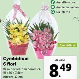 Lidl Cymbidium 6 fiori offerta