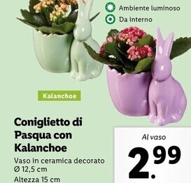 Coniglietto di pasqua con kalanchoe