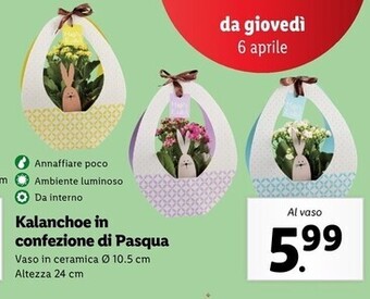 Lidl Kalanchoe in confezione di pasqua offerta