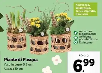 Lidl Piante di pasqua offerta