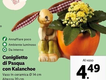Lidl Coniglietto di pasqua con kalanchoe offerta